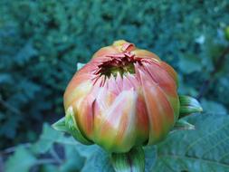Dahlia Bud Flower
