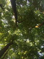 Haltern Am See Trees Color