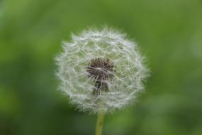 Dandelion Flower Summer