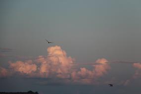Clouds Sky Birds