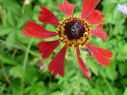 Flower Composites Red