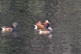 Waters Lake Duck