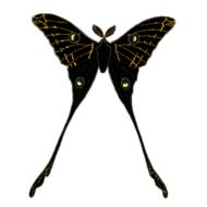 animal butterfly insect isolated