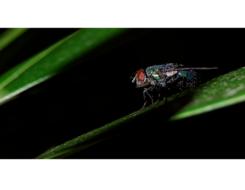 Insect Black fly