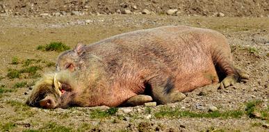 Boar Sleep Relaxed