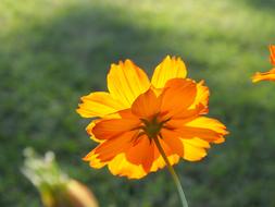 an orange flower on a stem in the grass.