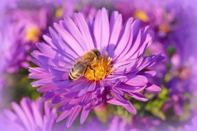 Nature Flower Garden