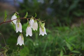Nature Plants Flowers