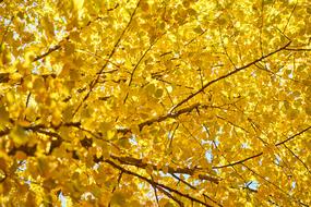 Autumn The Leaves Are Trees