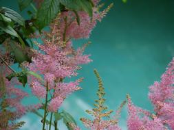Plant Flowers Pink