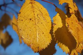 Yellow Leaves Autumn Gold