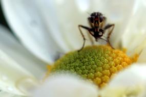 Insect Nature Close Up