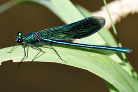 calopteryx virgo on a green leaf