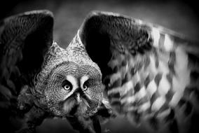 Nature Animal World Black