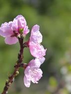 Flowery Branch Fruit Tree Flower