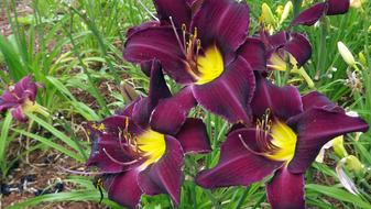 Flowers Day Lilies Garden Discount