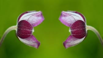 Anemone Blossom Bloom