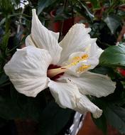 Hibiscus White Flower Garden