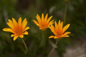 little flowers on the stem