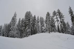 Snow Trees