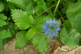Garden Gardening Flower