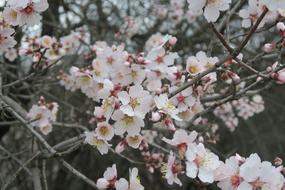 Almond Spring Flower