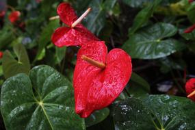 Anthurium Flowers Rain