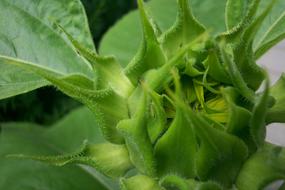 Garden Gardening Flower