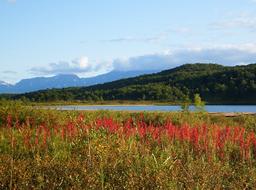 Lake Mountains Forest