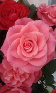 Rose Pink Flower