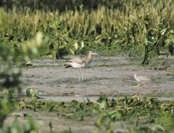 Water Bird Wildlife