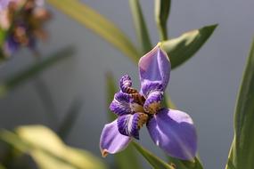 Flower Spring Blooming