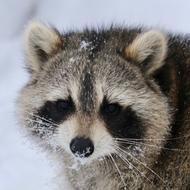 Raccoon Wildlife Fur