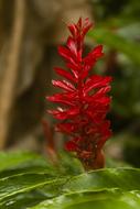 red flower in the garden landscape