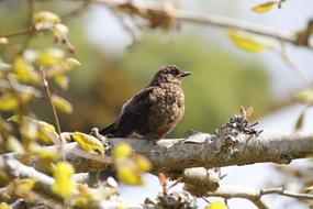 Brown Bird on Tree in wildlife