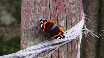 Butterfly Insect Close Up