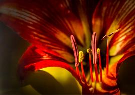 Stamens Close-Up Flower