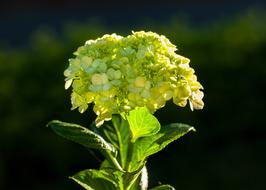 Green Beautiful Flowers Flower