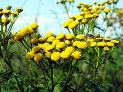 Flower Meadow Insect