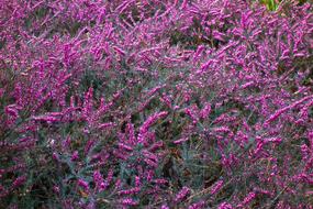 Erica Flower Plant