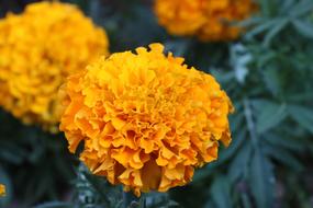 Flower Yellow Nature