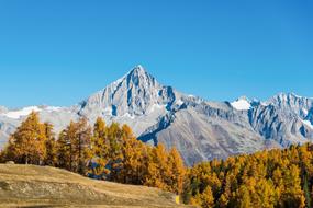 autumn woods in a field with mountains