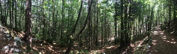 Forest Mountain Hiking Into The