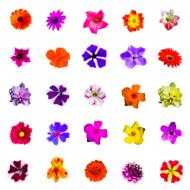 Nature Flowers Isolated