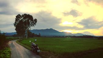 a motorcycle in a green meadow with a tree