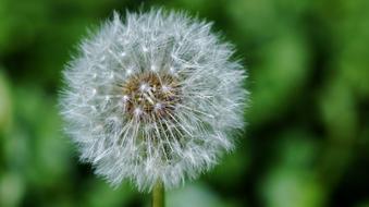 Dandelion Nature Plant