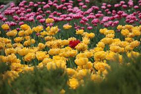 Tulips Flower Bed Bright
