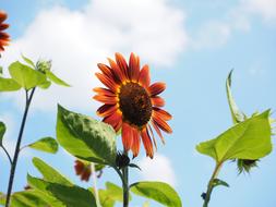 Sunflower Red Plant in Summer