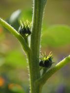 Bud Sunflower Plant