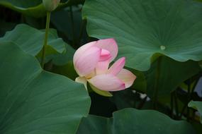 Water Lily Bud Plant Aquatic